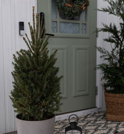 Kjeglegran 70 cm Kjeglegran 70 cm